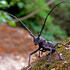 Черные жуки рода Monochamus – опасные вредители леса