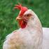На территории Чешской Республики вновь вспышки гриппа птиц, вводятся ограничения