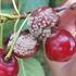 Бурая монилиозная гниль – потенциальная угроза плодовых культур 