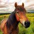 Сотрудниками Россельхознадзора в Алтайском крае пресечена незаконная перевозка двух  табунов лошадей 