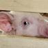 Россельхознадзор выявил опасную американскую вакцину для лечения свиней