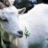 В Азербайджане зарегистрирована вспышка  оспы овец и коз, вводятся ограничения